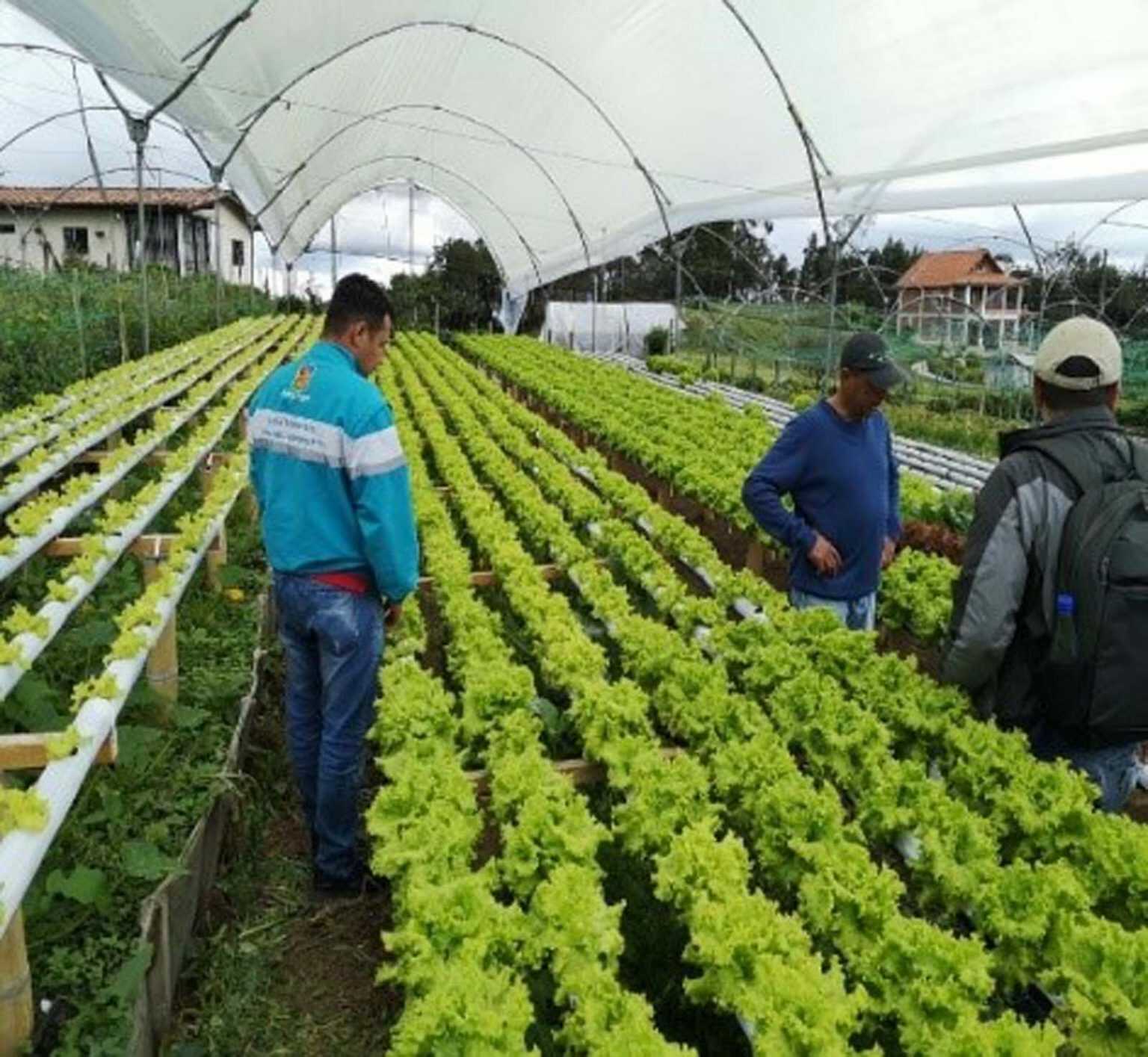 Encuentre en Colombia asesoramiento para construcción de invernaderos, y tecnificación del campo, Somos Gestión agroambiental. Contáctenos.
