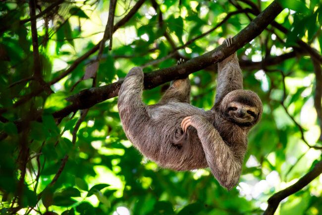 La fauna silvestre es uno de los recursos más valiosos en Colombia. En Gestión agroambiental trabajamos por proteger el campo y la sostenibilidad ambiental.