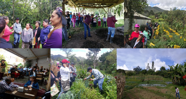 imagen-Agricultura-ecológica