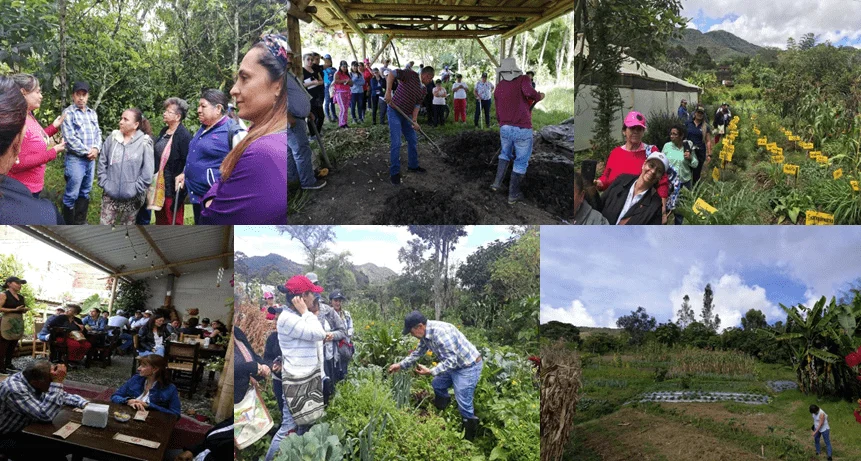 imagen-Agricultura-ecológica