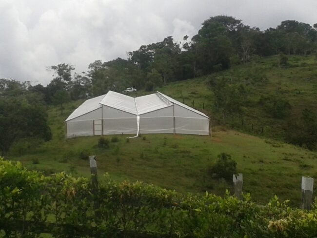 foto-Invernadero-aguacate