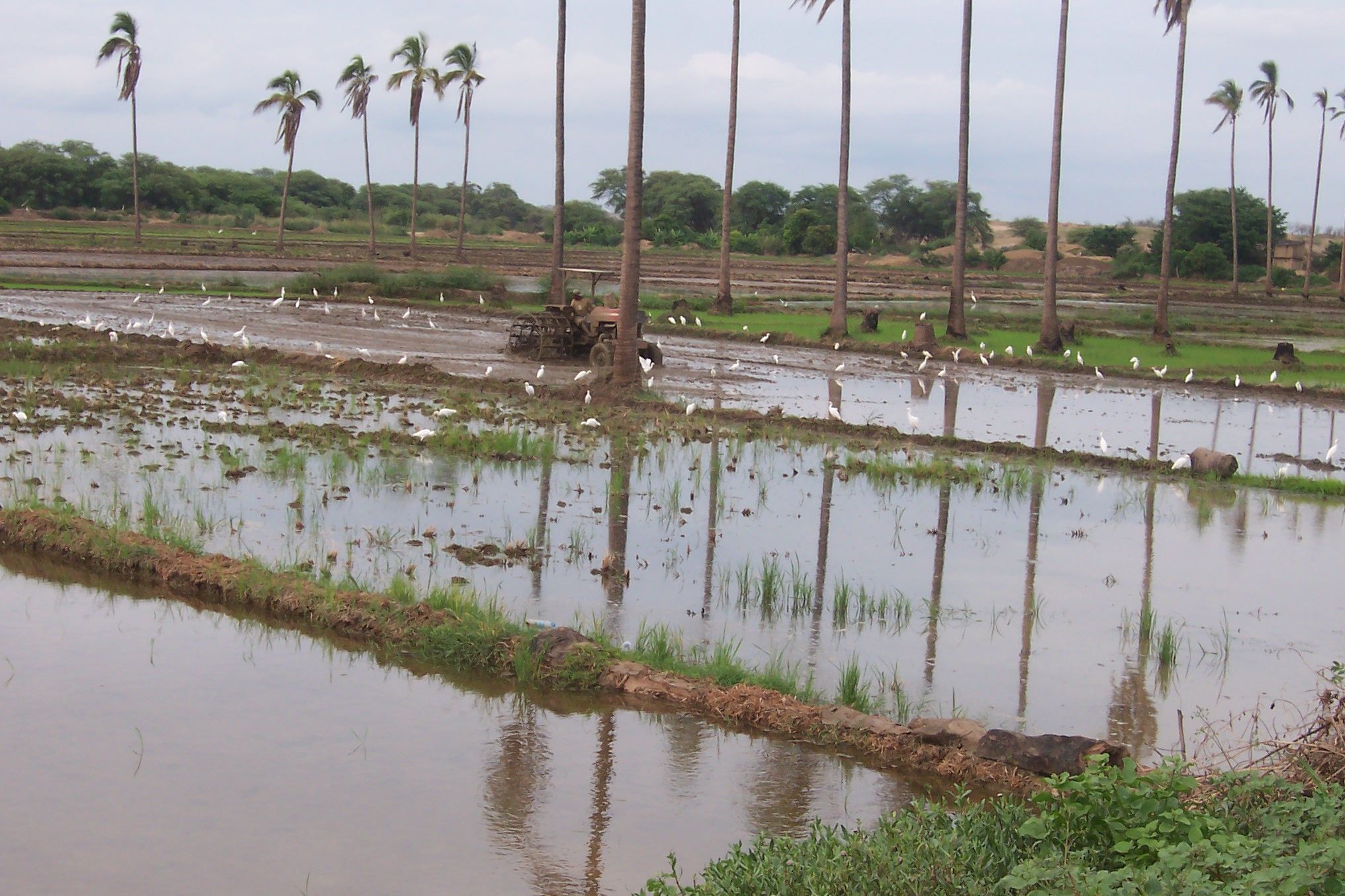 Sistema de riego por inundación