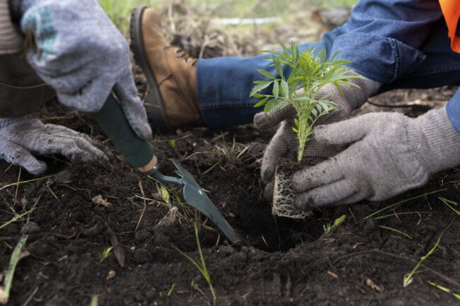 Tipos de restauración ecológica