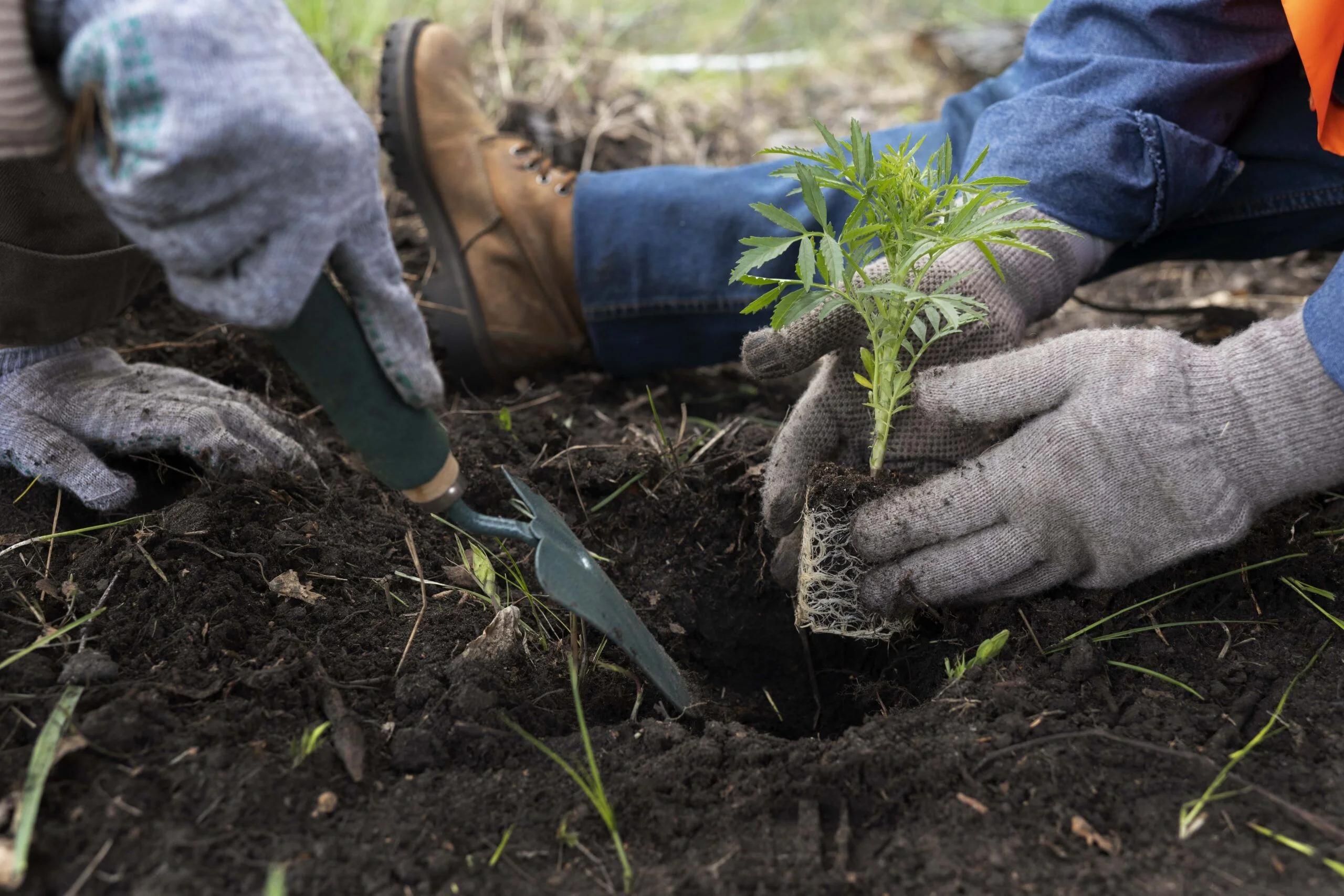 Tipos de restauración ecológica