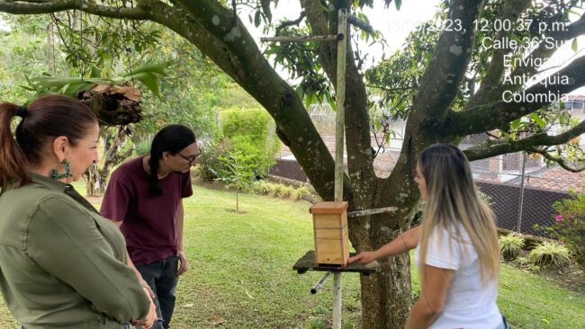 Abejas angelita envigado